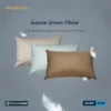 Goose Down Pillow 2 Premium goose down pillow featuring a plush, piped-edge design and premium downproof cotton cover.